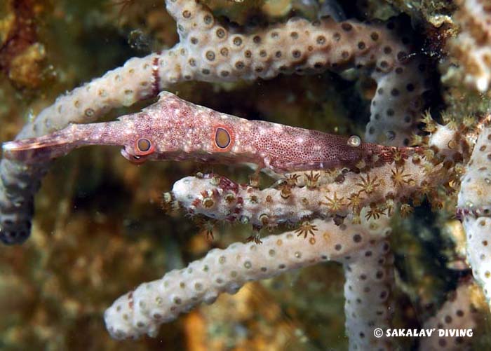Photos plongée macro plateaux à Nosy Be